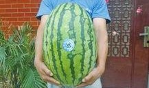 热门大瓜每日大赛,揭秘娱乐圈风云变幻，大赛精彩瞬间回顾