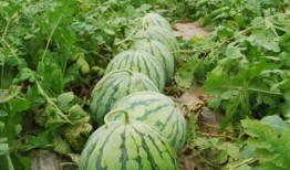 网红大瓜在哪找,揭秘热门事件背后的秘密聚集地