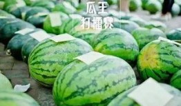 热门大瓜每日大赛,揭秘娱乐圈风云变幻，大赛精彩瞬间回顾